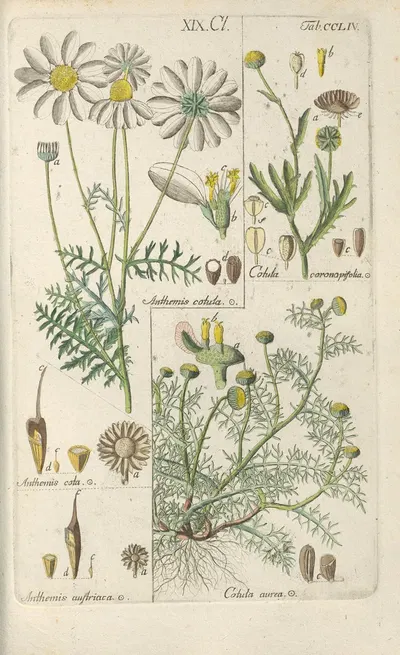 Botanisches Handbuch Pl.45 by Christian Schkuhr, 1808 — digital art print download