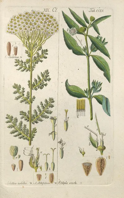 Botanisches Handbuch Pl.47 by Christian Schkuhr, 1808 — digital art print download