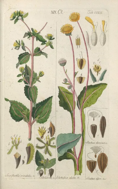 Botanisches Handbuch Pl.48 by Christian Schkuhr, 1808 — digital art print download