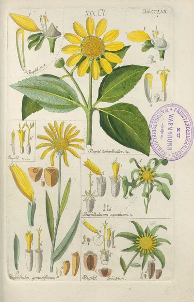 Botanisches Handbuch Pl.49 by Christian Schkuhr, 1808 — digital art print download