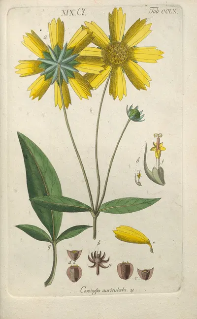 Botanisches Handbuch Pl.52 by Christian Schkuhr, 1808 — digital art print download