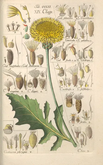 Botanisches Handbuch Pl.54 by Christian Schkuhr, 1808 — digital art print download
