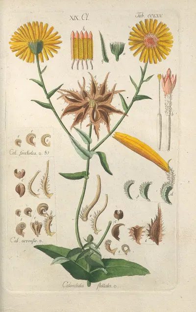 Botanisches Handbuch Pl.59 by Christian Schkuhr, 1808 — digital art print download