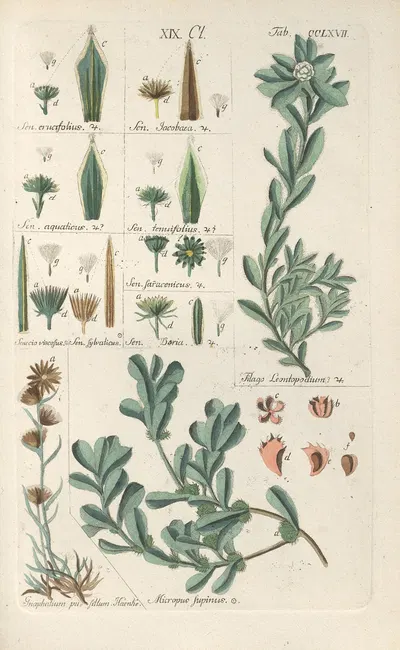 Botanisches Handbuch Pl.61 by Christian Schkuhr, 1808 — digital art print download