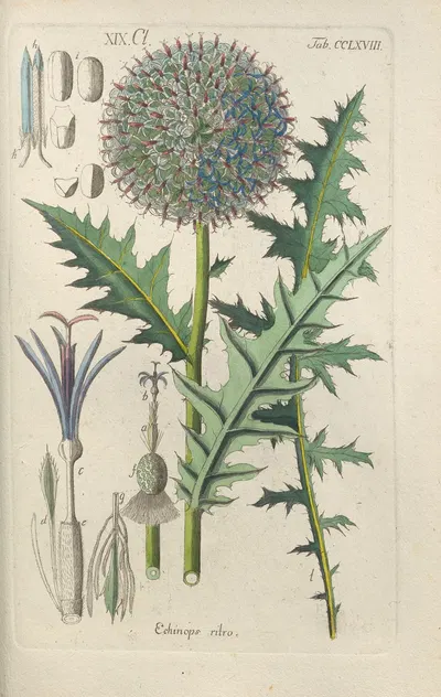 Botanisches Handbuch Pl.62 by Christian Schkuhr, 1808 — digital art print download