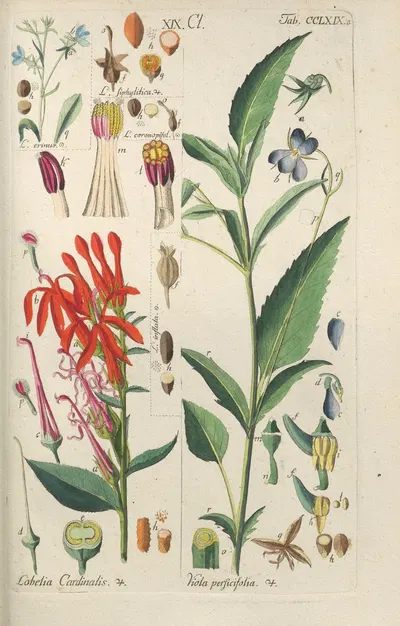 Botanisches Handbuch Pl.63 by Christian Schkuhr, 1808 — digital art print download