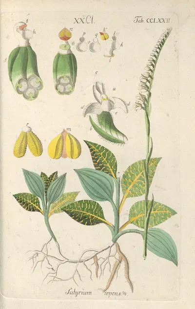 Botanisches Handbuch Pl.67 by Christian Schkuhr, 1808 — digital art print download