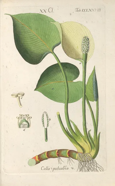 Botanisches Handbuch Pl.73 by Christian Schkuhr, 1808 — digital art print download