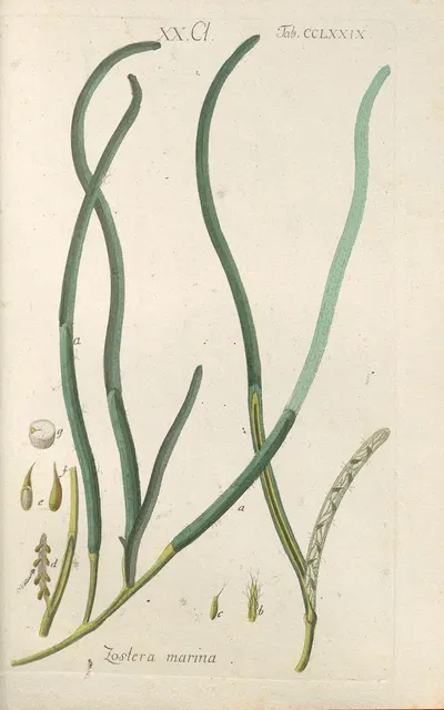 Botanisches Handbuch Pl.74 by Christian Schkuhr, 1808 — digital art print download