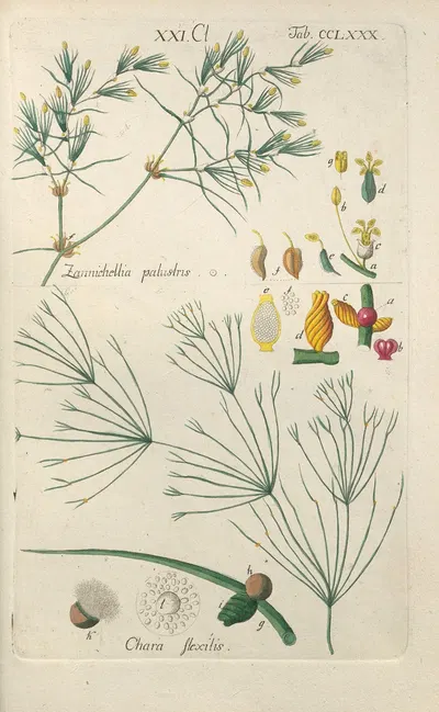 Botanisches Handbuch Pl.75 by Christian Schkuhr, 1808 — digital art print download