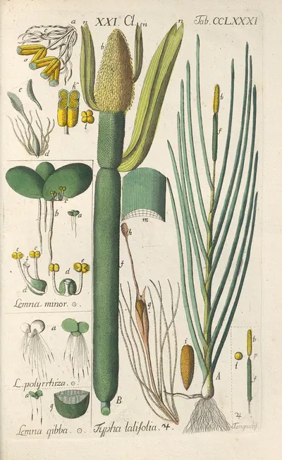 Botanisches Handbuch Pl.76 by Christian Schkuhr, 1808 — digital art print download