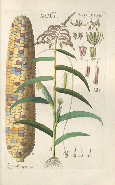 Botanisches Handbuch Pl.78 by Christian Schkuhr, 1808 — digital art print download