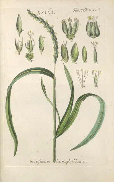 Botanisches Handbuch Pl.79 by Christian Schkuhr, 1808 — digital art print download