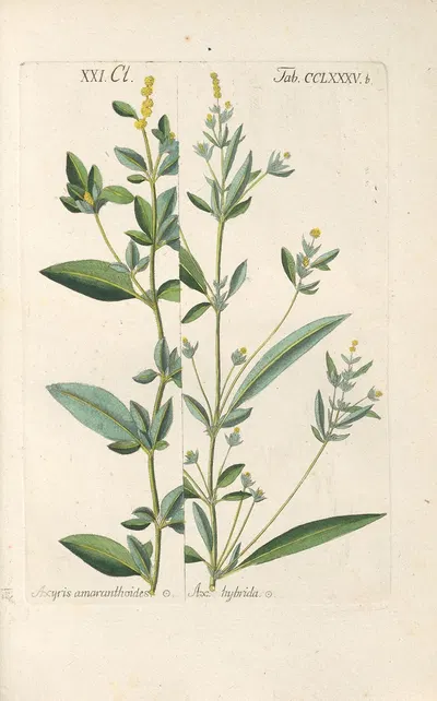 Botanisches Handbuch Pl.81 by Christian Schkuhr, 1808 — digital art print download