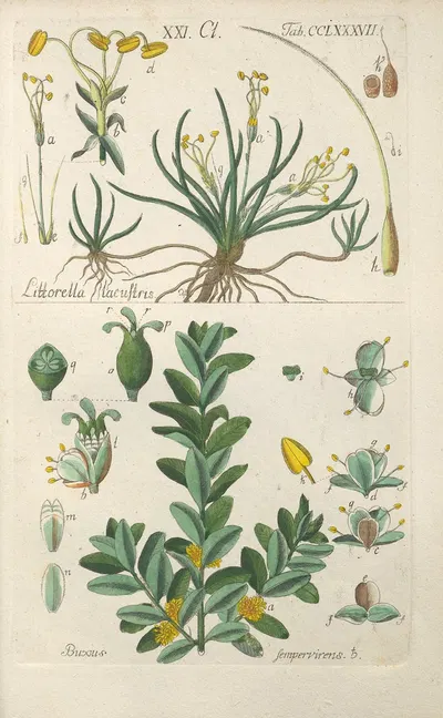 Botanisches Handbuch Pl.82 by Christian Schkuhr, 1808 — digital art print download