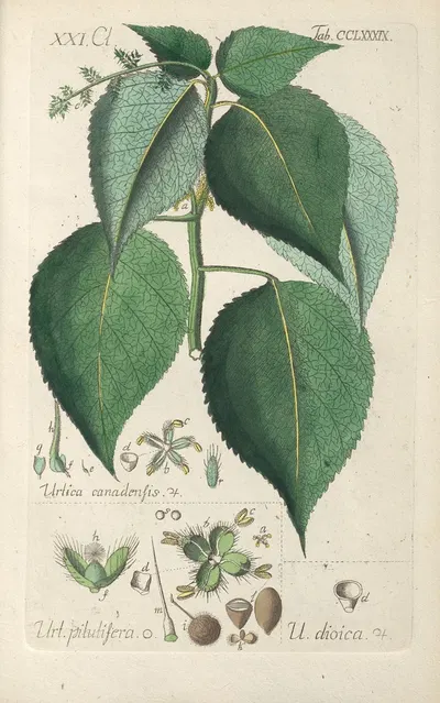 Botanisches Handbuch Pl.84 by Christian Schkuhr, 1808 — digital art print download