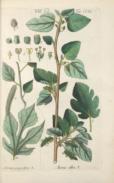 Botanisches Handbuch Pl.85 by Christian Schkuhr, 1808 — digital art print download