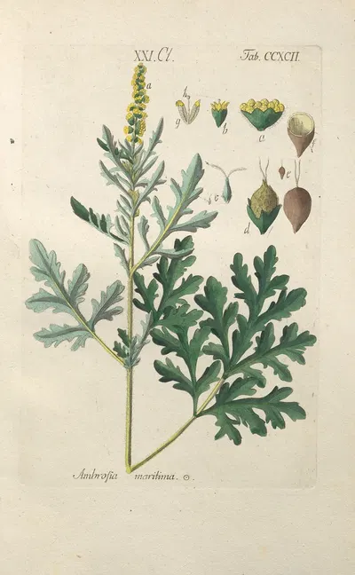 Botanisches Handbuch Pl.87 by Christian Schkuhr, 1808 — digital art print download
