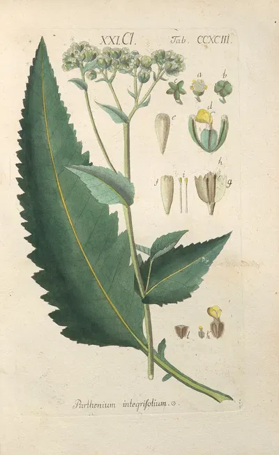 Botanisches Handbuch Pl.88 by Christian Schkuhr, 1808 — digital art print download