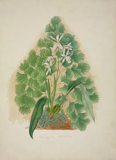 Mon Jardin a Ceylan Pl.004 by George De Alwis, 1896 — digital art print download