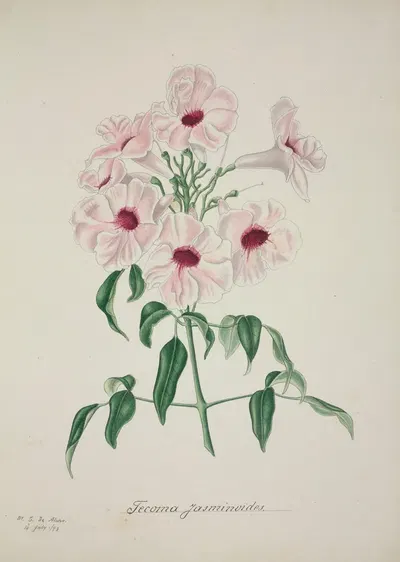 Mon Jardin a Ceylan Pl.013 by George De Alwis, 1896 — digital art print download
