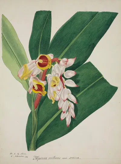 Mon Jardin a Ceylan Pl.023 by George De Alwis, 1896 — digital art print download