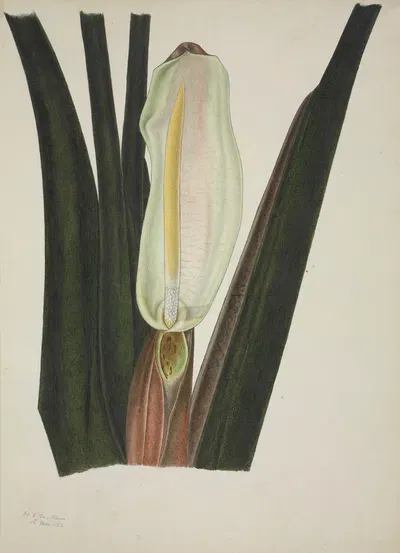 Mon Jardin a Ceylan Pl.026 by George De Alwis, 1896 — digital art print download