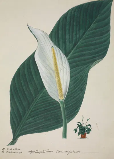 Mon Jardin a Ceylan Pl.034 by George De Alwis, 1896 — digital art print download