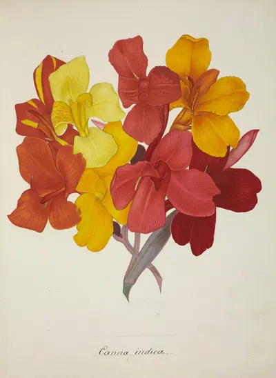 Mon Jardin a Ceylan Pl.053 by George De Alwis, 1896 — digital art print download
