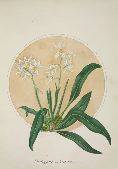 Mon Jardin a Ceylan Pl.062 by George De Alwis, 1896 — digital art print download