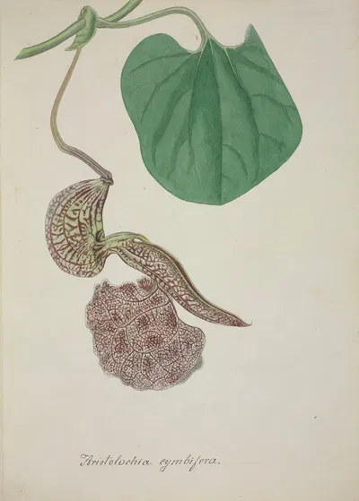 Mon Jardin a Ceylan Pl.072 by George De Alwis, 1896 — digital art print download