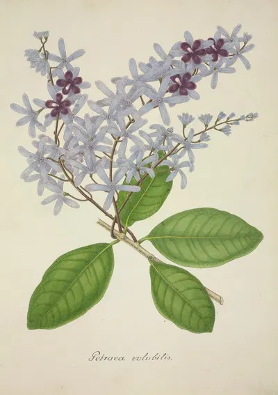 Mon Jardin a Ceylan Pl.077 by George De Alwis, 1896 — digital art print download