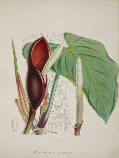 Mon Jardin a Ceylan Pl.082 by George De Alwis, 1896 — digital art print download