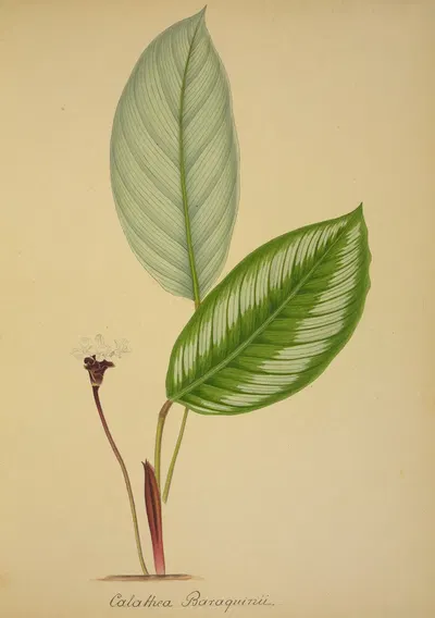Mon Jardin a Ceylan Pl.096 by George De Alwis, 1896 — digital art print download