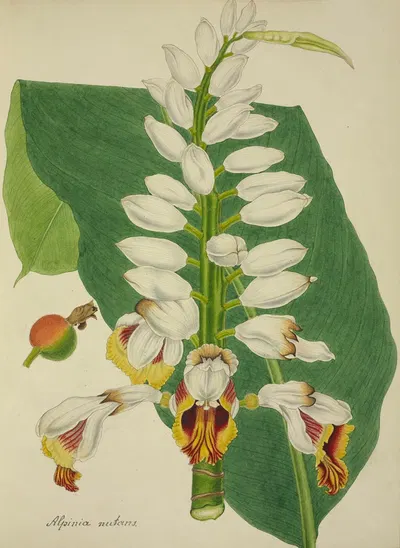 Mon Jardin a Ceylan Pl.102 by George De Alwis, 1896 — digital art print download