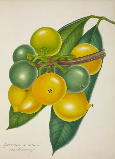 Mon Jardin a Ceylan Pl.128 by George De Alwis, 1896 — digital art print download