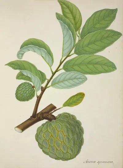 Mon Jardin a Ceylan Pl.131 by George De Alwis, 1896 — digital art print download
