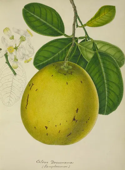 Mon Jardin a Ceylan Pl.134 by George De Alwis, 1896 — digital art print download