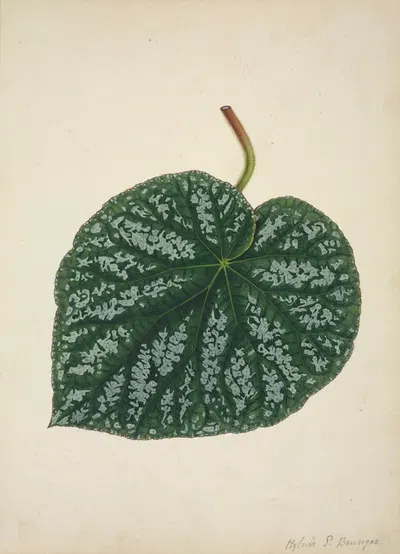 Mon Jardin a Ceylan Pl.161 by George De Alwis, 1896 — digital art print download