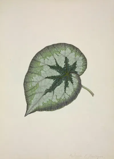 Mon Jardin a Ceylan Pl.167 by George De Alwis, 1896 — digital art print download