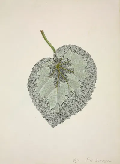 Mon Jardin a Ceylan Pl.169 by George De Alwis, 1896 — digital art print download