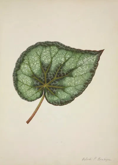 Mon Jardin a Ceylan Pl.172 by George De Alwis, 1896 — digital art print download