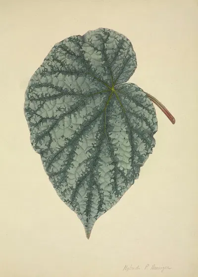 Mon Jardin a Ceylan Pl.173 by George De Alwis, 1896 — digital art print download