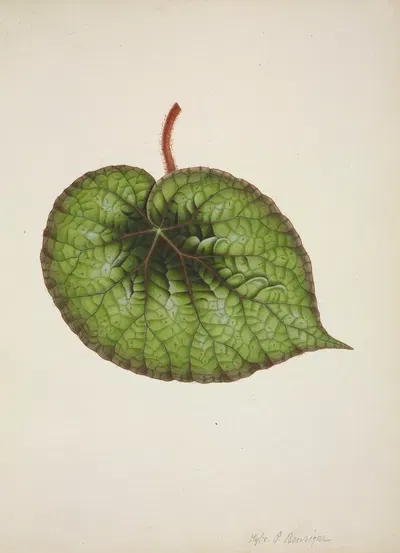 Mon Jardin a Ceylan Pl.175 by George De Alwis, 1896 — digital art print download