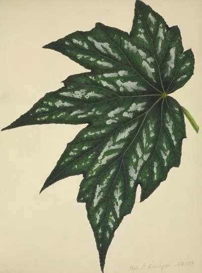 Mon Jardin a Ceylan Pl.180 by George De Alwis, 1896 — digital art print download