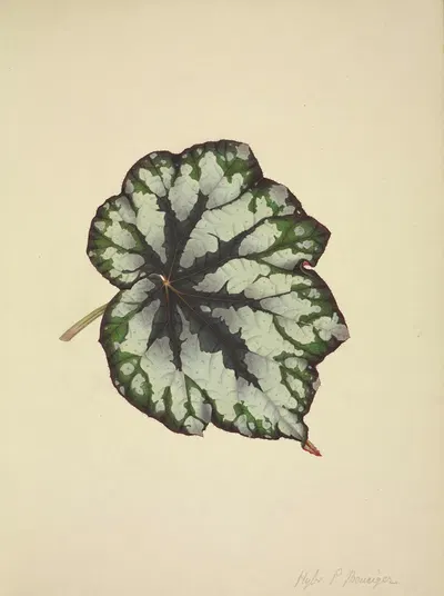 Mon Jardin a Ceylan Pl.182 by George De Alwis, 1896 — digital art print download
