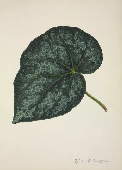 Mon Jardin a Ceylan Pl.221 by George De Alwis, 1896 — digital art print download