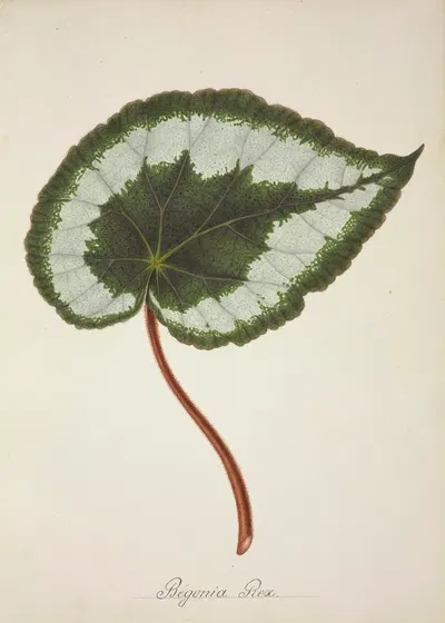 Mon Jardin a Ceylan Pl.223 by George De Alwis, 1896 — digital art print download