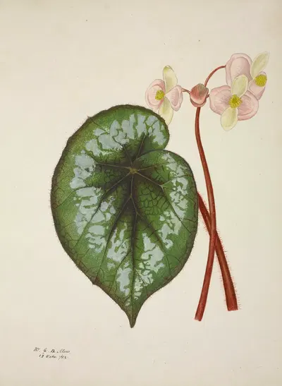 Mon Jardin a Ceylan Pl.225 by George De Alwis, 1896 — digital art print download