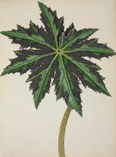 Mon Jardin a Ceylan Pl.241 by George De Alwis, 1896 — digital art print download